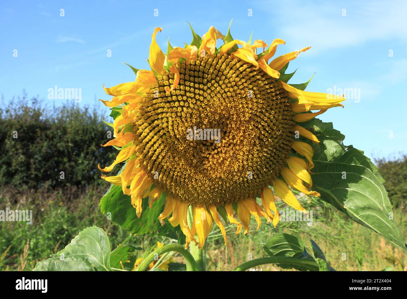 Sonnenblume, Samenkopf, Sonnenblumen, ölproduzierende Pflanze, Blume, Seeds Stockfoto