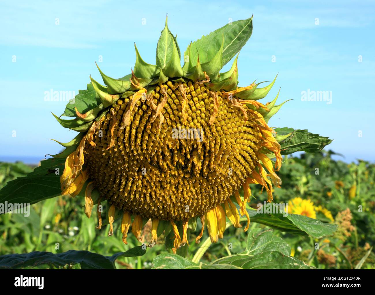 Sonnenblume, Samenkopf, Sonnenblumen, ölproduzierende Pflanze, Blume, Seeds Stockfoto