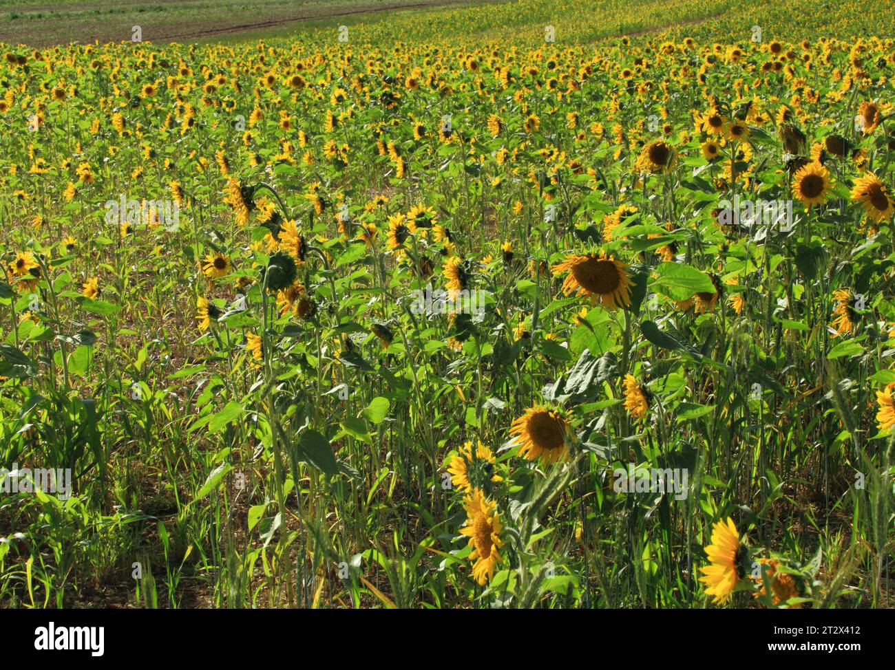 Sonnenblumen, landwirtschaftliche Nutzpflanzen, Sonnenblumen, Landwirtschaft, Norfolk, England Stockfoto