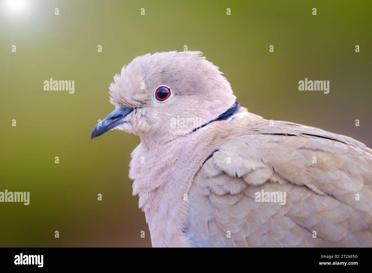 Schöne weiße Taube, auch eurasische Kragentaube oder Ringhalstaube (Streptopelia capicola) auf Fuerteventura, Spanien genannt. Stockfoto