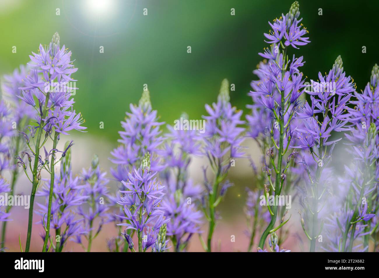 Camassia leichtinii Nahaufnahme, wunderschöne blühende camassia oder wilde Hyazinthe im Garten im Frühling. Stockfoto