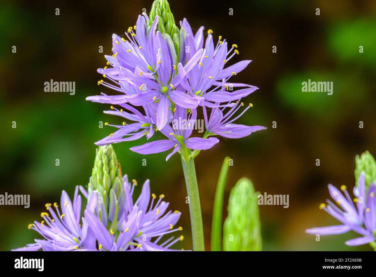 Camassia leichtinii Nahaufnahme, wunderschöne blühende camassia oder wilde Hyazinthe im Garten im Frühling. Stockfoto