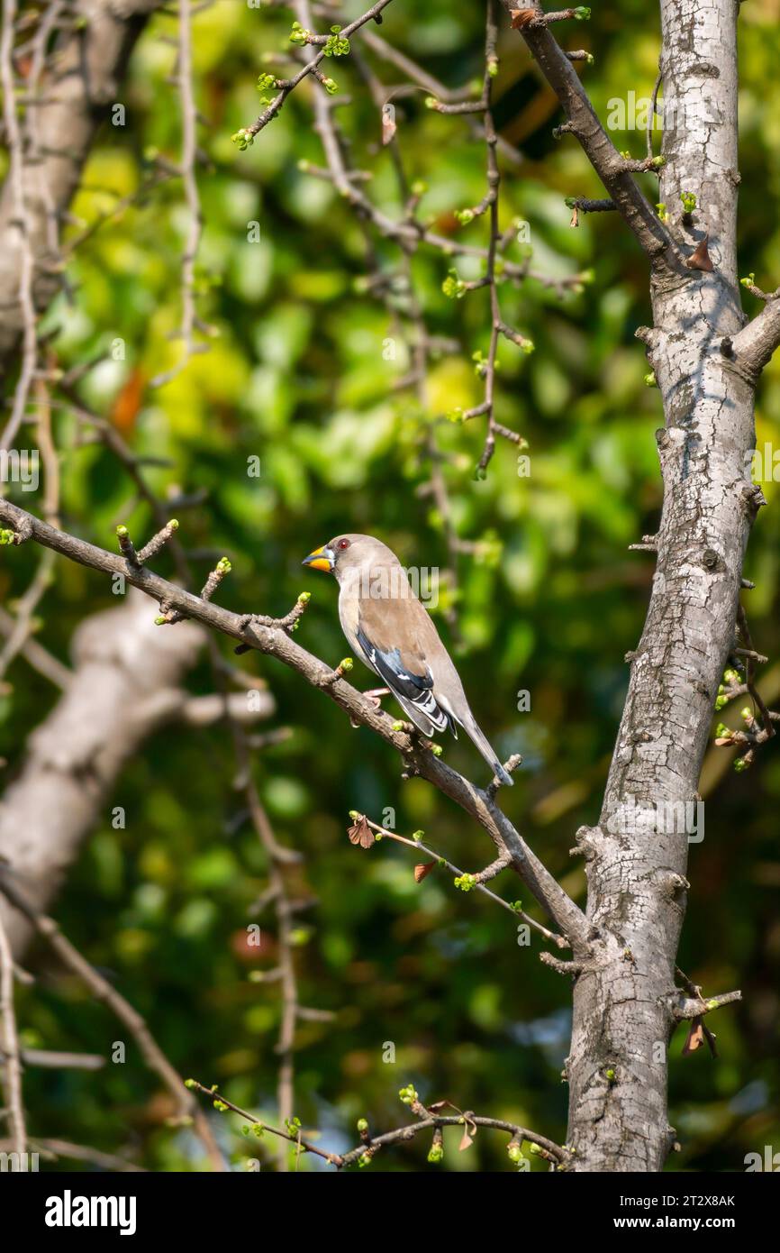 Wunderschöner chinesischer Grosbeak, der auf einem Zweig sitzt und an einem sonnigen Sommertag in China Essen isst Stockfoto