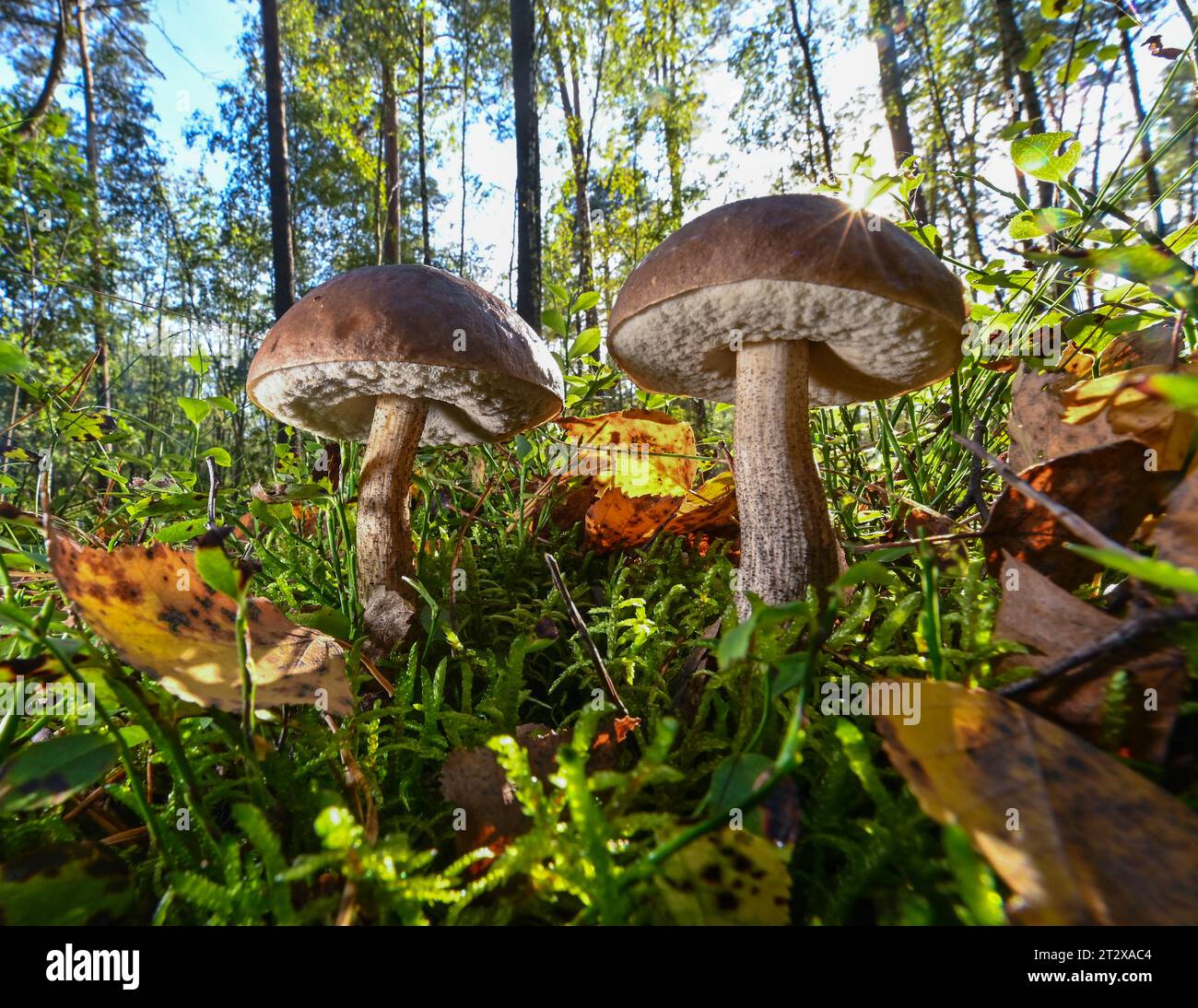 Jacobsdorf, Deutschland. Oktober 2023. Zwei Exemplare des gewöhnlichen Birkenpilzes, auch Birkenboletus oder einfach Birkenpilz genannt, wachsen in einem Wald im Osten Brandenburgs. Der Birkenpilz ist ein beliebter Speisepilz. Wie andere Arten dieser Gattung ist sie in Deutschland geschützt und darf nur in kleinen Mengen gesammelt werden. (Zu dpa: „Ab zu den Pilzen – ein Blick auf die aktuelle Saison“) Credit: Patrick Pleul/dpa/Alamy Live News Stockfoto