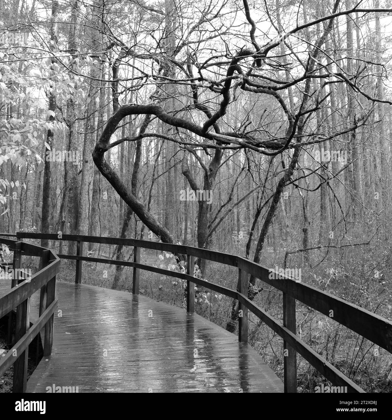Ein Schwarzweiß-Foto eines nassen, von Bäumen gesäumten Weges, der in die Ferne führt Stockfoto