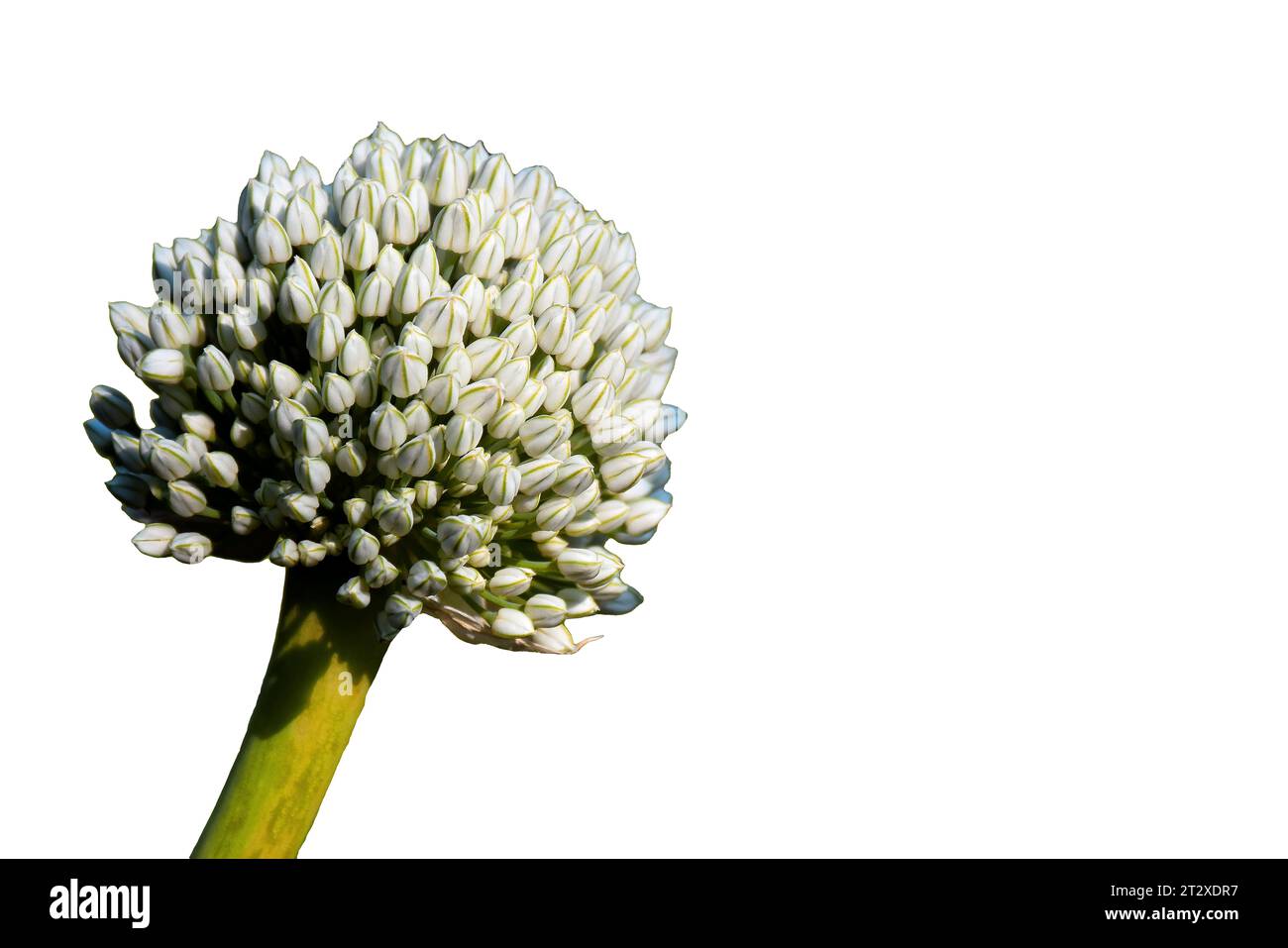 Blumen, die in Zwiebelpflanzen leben, mit isoliertem weißem Hintergrund Stockfoto