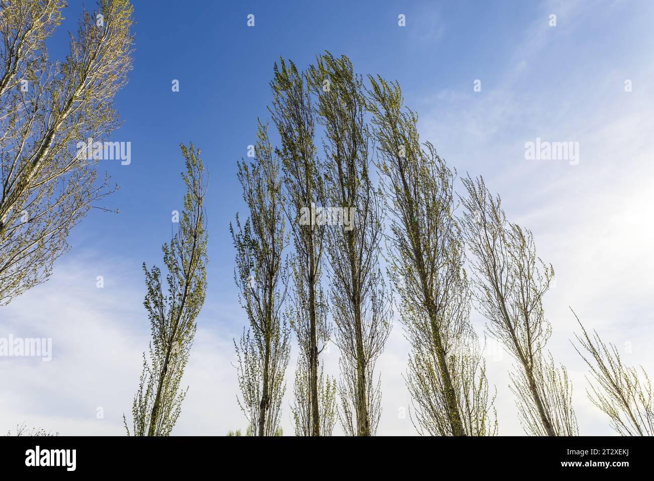 Zentralasiatischer Pappelbaum am Himmel Stockfoto
