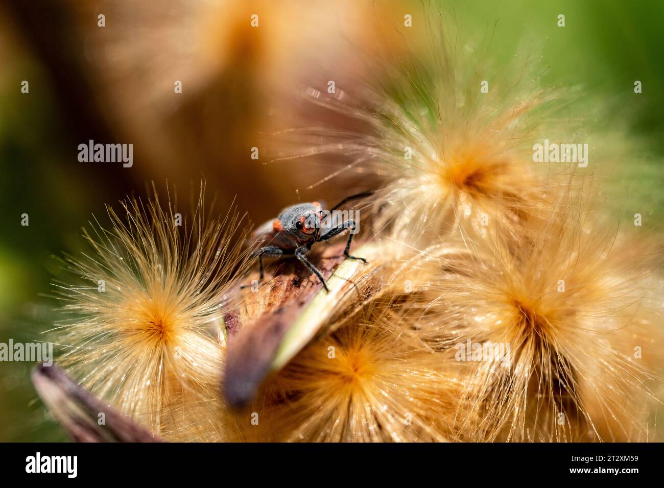 Ein Makrobild eines kleinen Milkweed-Käfers, der über eine Pflanze kriecht. Stockfoto