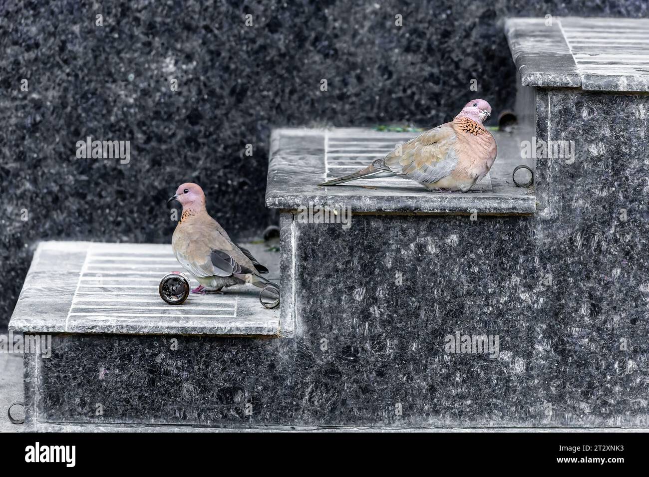 Gefiederte Vertreter der Wildtiere, ein Vogel der Taubenfamilie - Turteltaubenvogel (Streptopelia). Urbane Fotografie Stockfoto