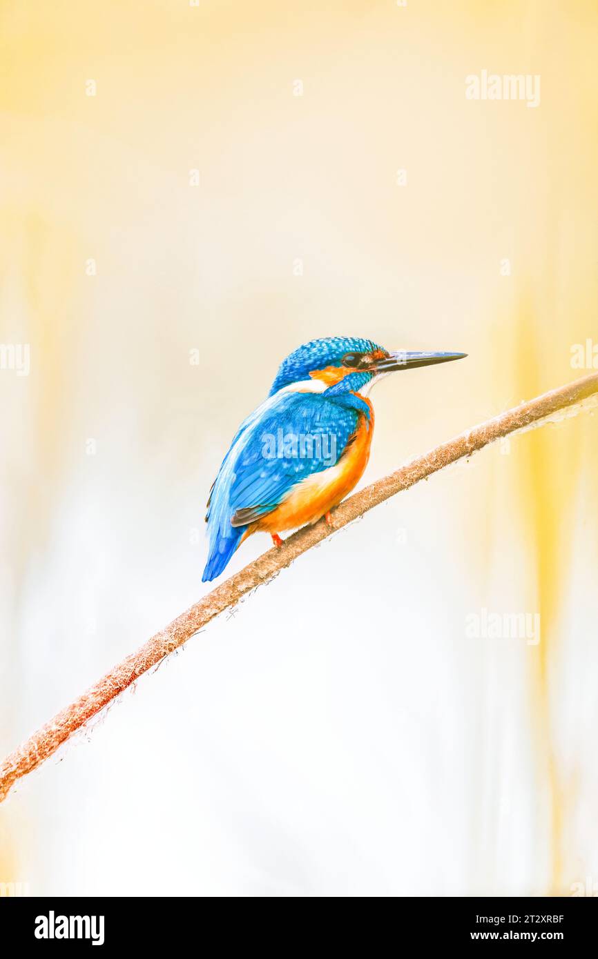 Schöner süßer Hintergrund mit Vogel - gemeiner Eisvogel (Alcedo atthis) Stockfoto