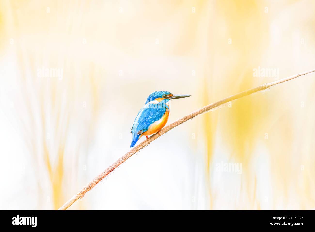 Schöner süßer Hintergrund mit Vogel - gemeiner Eisvogel (Alcedo atthis) Stockfoto