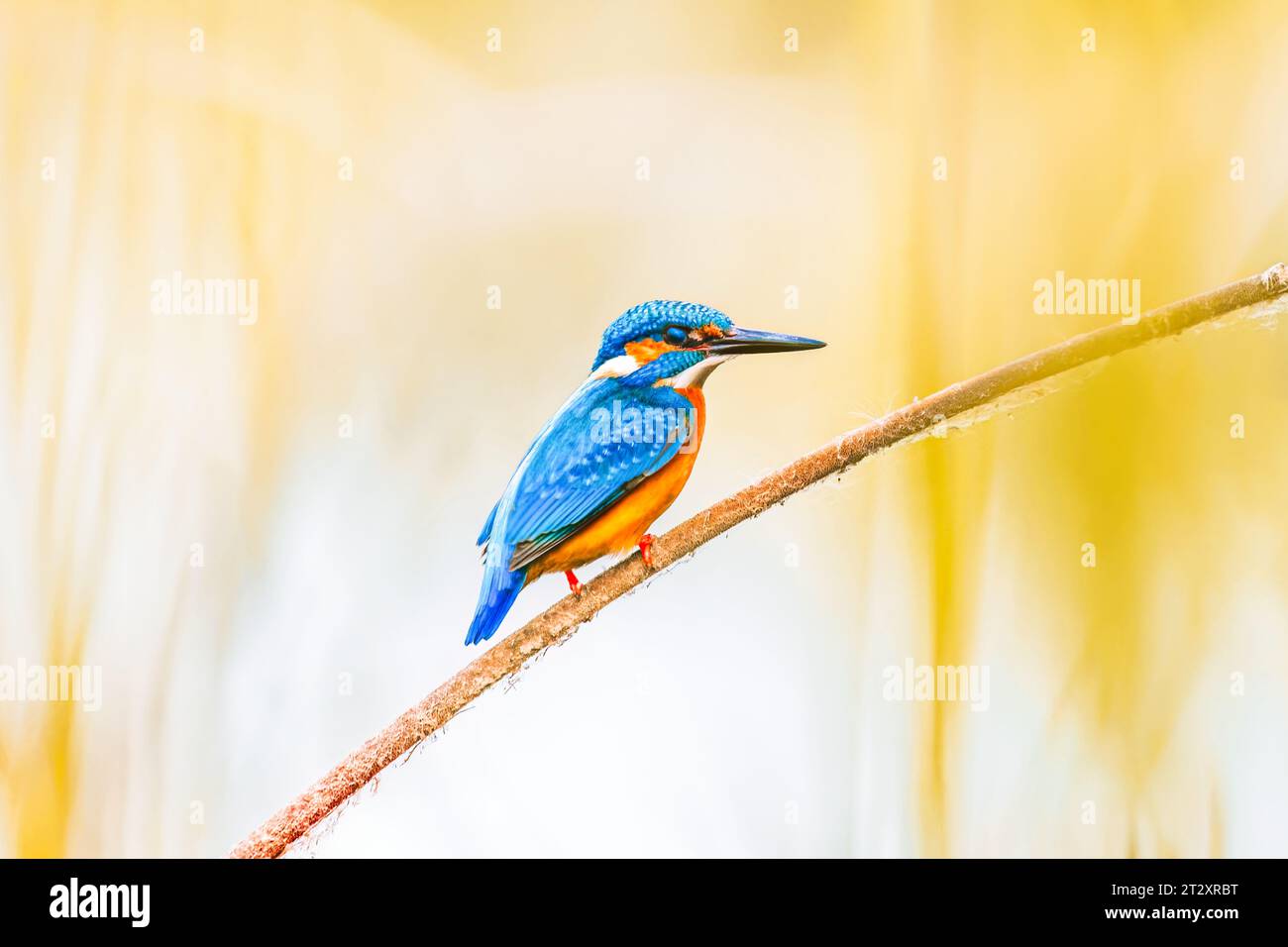 Schöner süßer Hintergrund mit Vogel - gemeiner Eisvogel (Alcedo atthis) Stockfoto