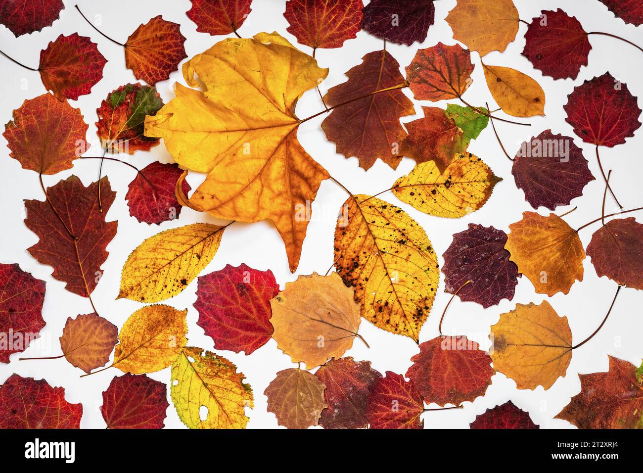 Herbst lebhafte Farbgruppe von Baumblättern (Aspen, Eiche, Buche) auf weißem Hintergrund, nahtlos, Nahaufnahme. Kann als Tapete, Geschenkpapier oder Schablone verwendet werden Stockfoto