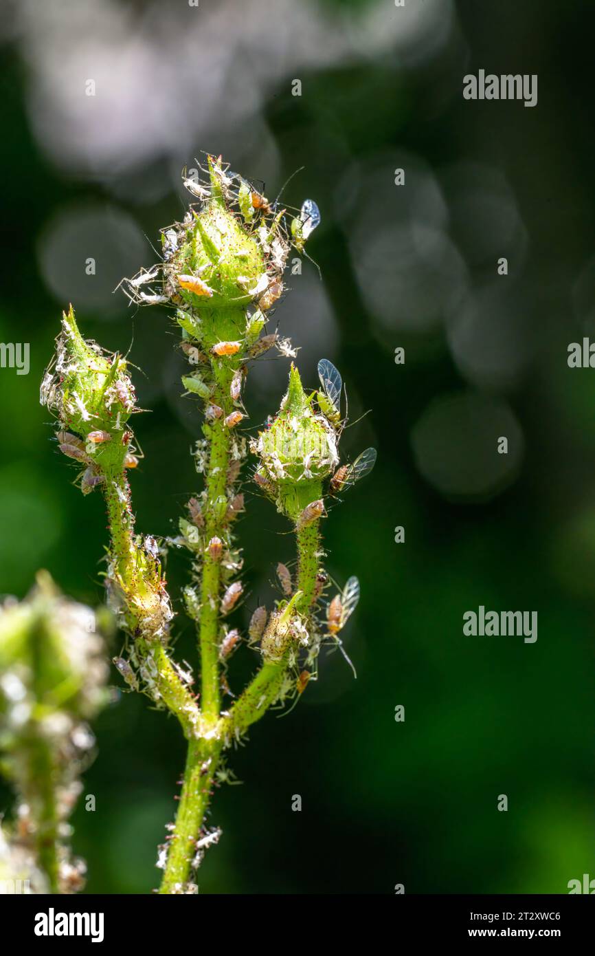 Makro einer Rosenknospe, die voller Läuse ist Stockfoto