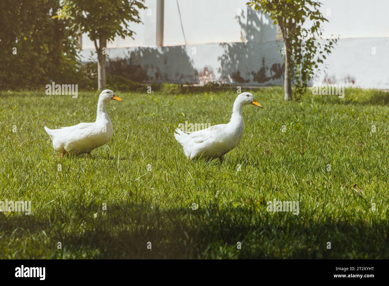 Geflügel mit wertvollem Fleisch und Nährstoffquelle ist Ente. Freilandenten. Stockfoto
