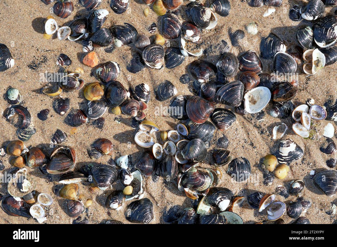 asiatische Muschel (Corbicula fluminea) im Rhein, Deutschland Stockfoto