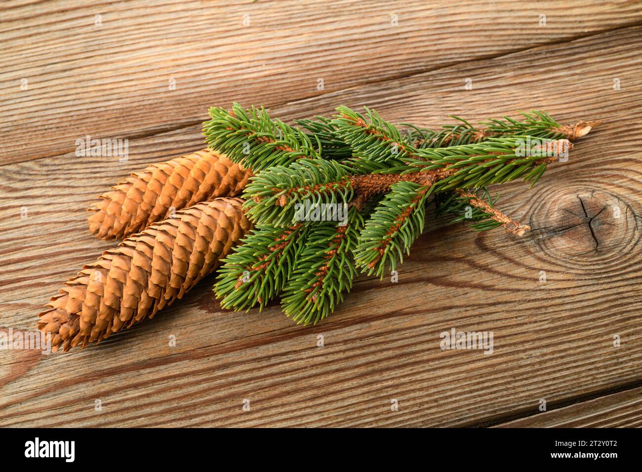 Fichtenzweig mit Kegel isoliert auf Holzhintergrund Stockfoto