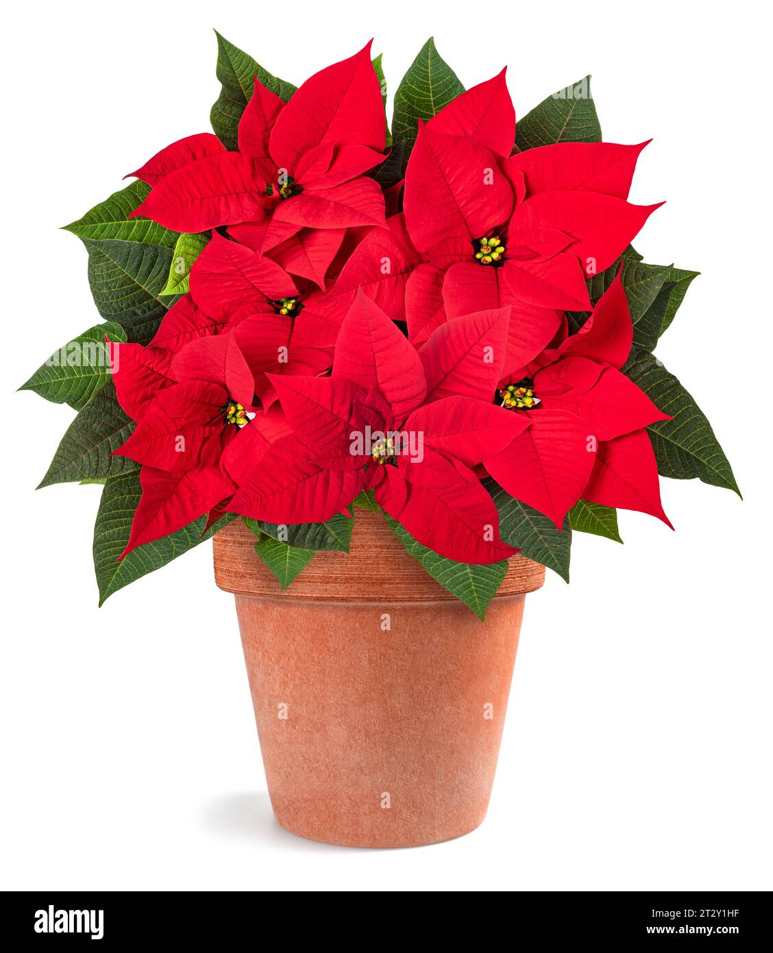 Roten Weihnachtsstern Pflanze in Vase isoliert auf weiss Stockfoto