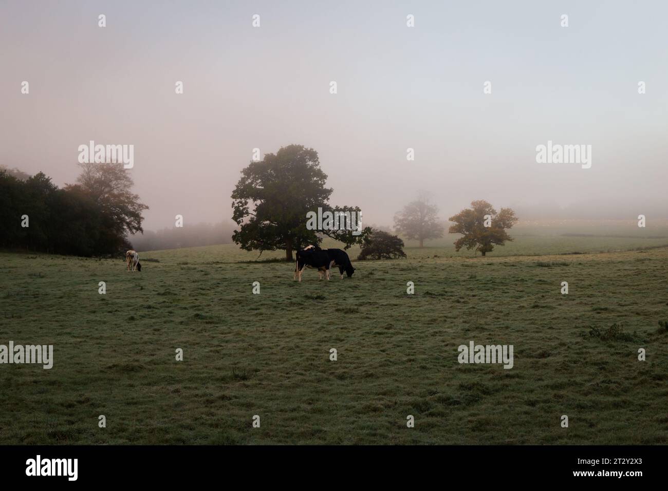 Kühe im Regen in Schottland an einem Wintertag Stockfoto