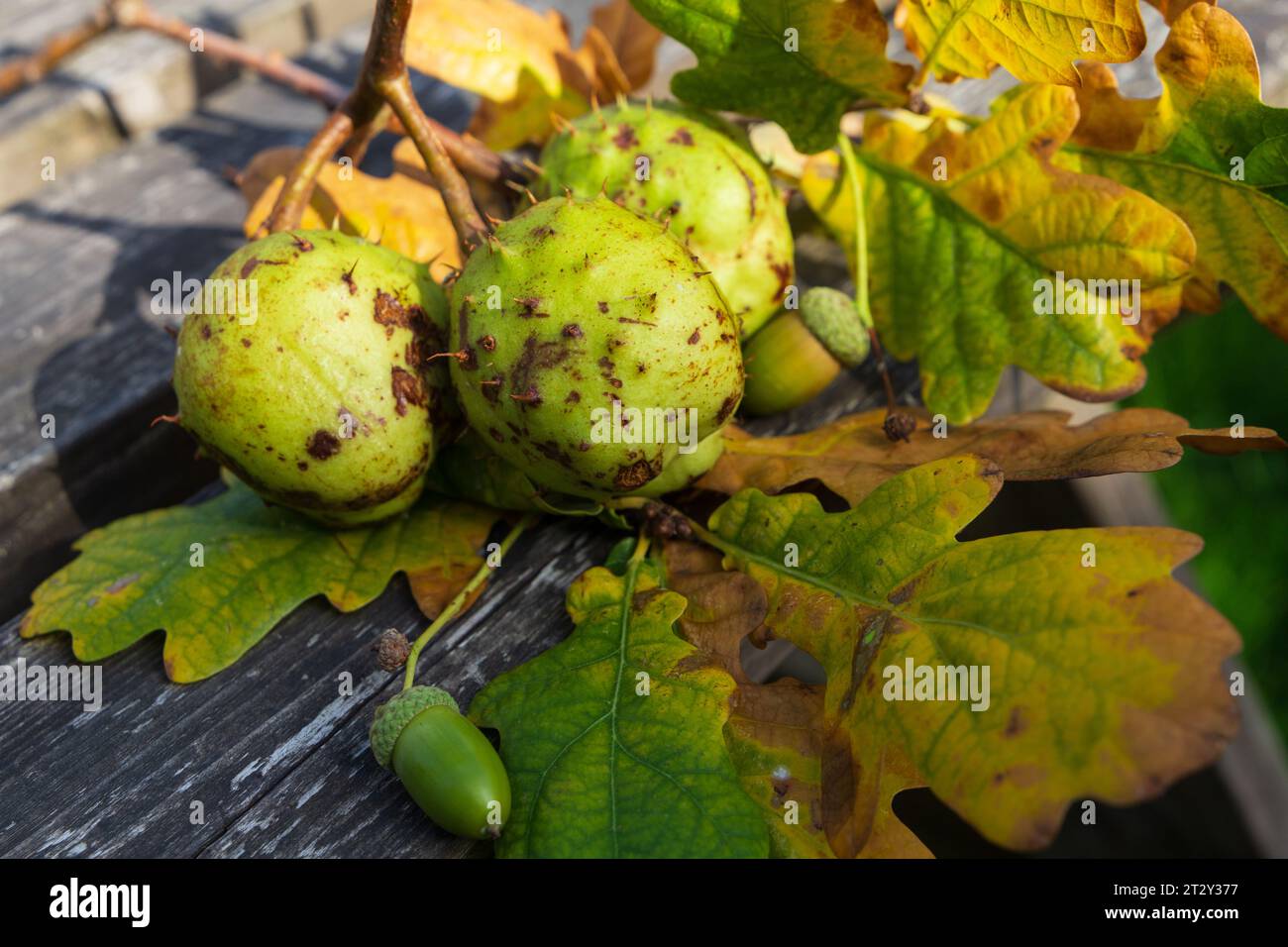 Herbstliche Eichenblätter auf einem Picknicktisch Stockfoto