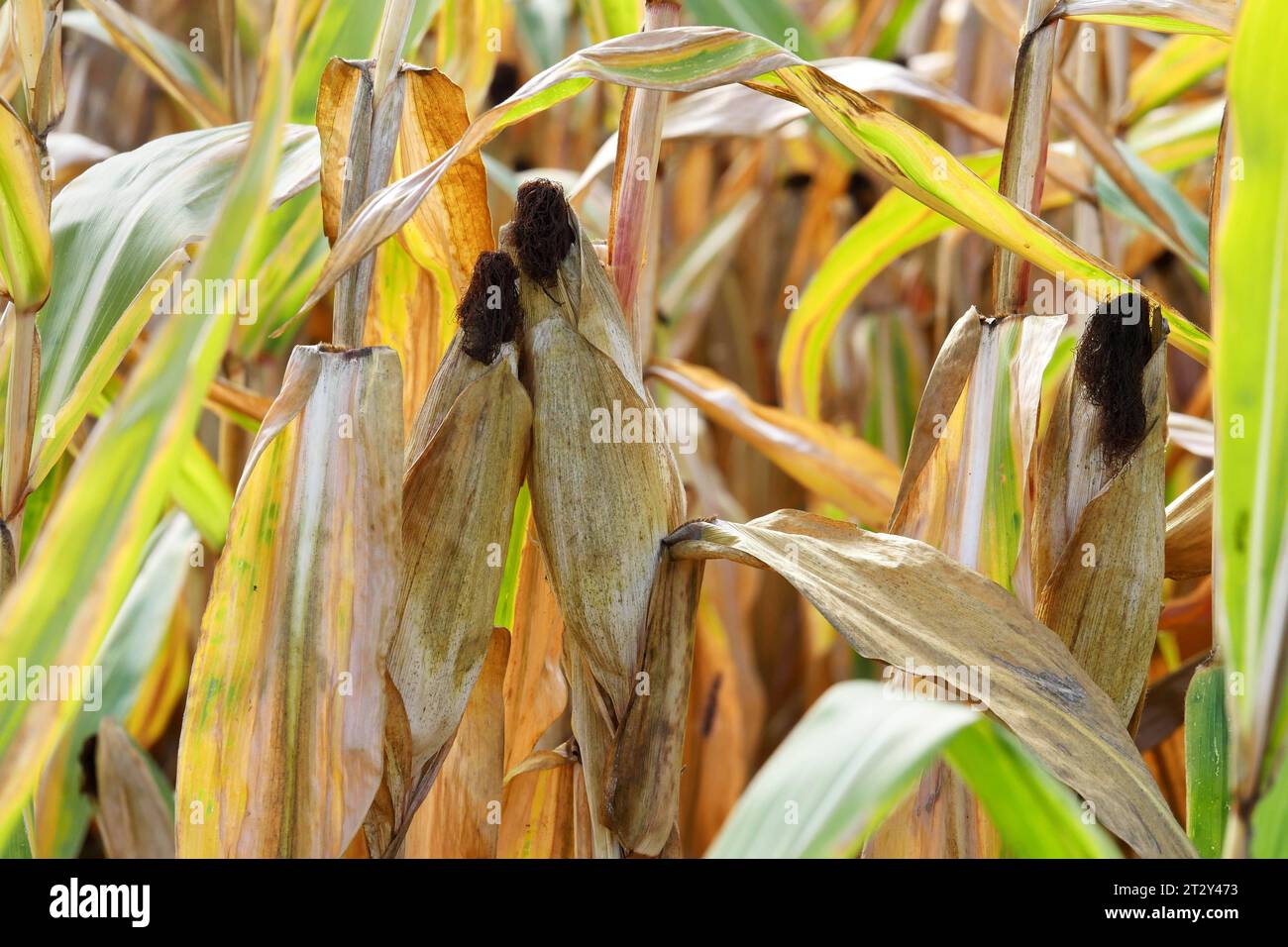 Berlin - Deutschland. Trockenes Maisfeld. *** 24 09 2023, Berlin, Deutschland. September 2023. Dry Corn Field Credit: Imago/Alamy Live News Stockfoto