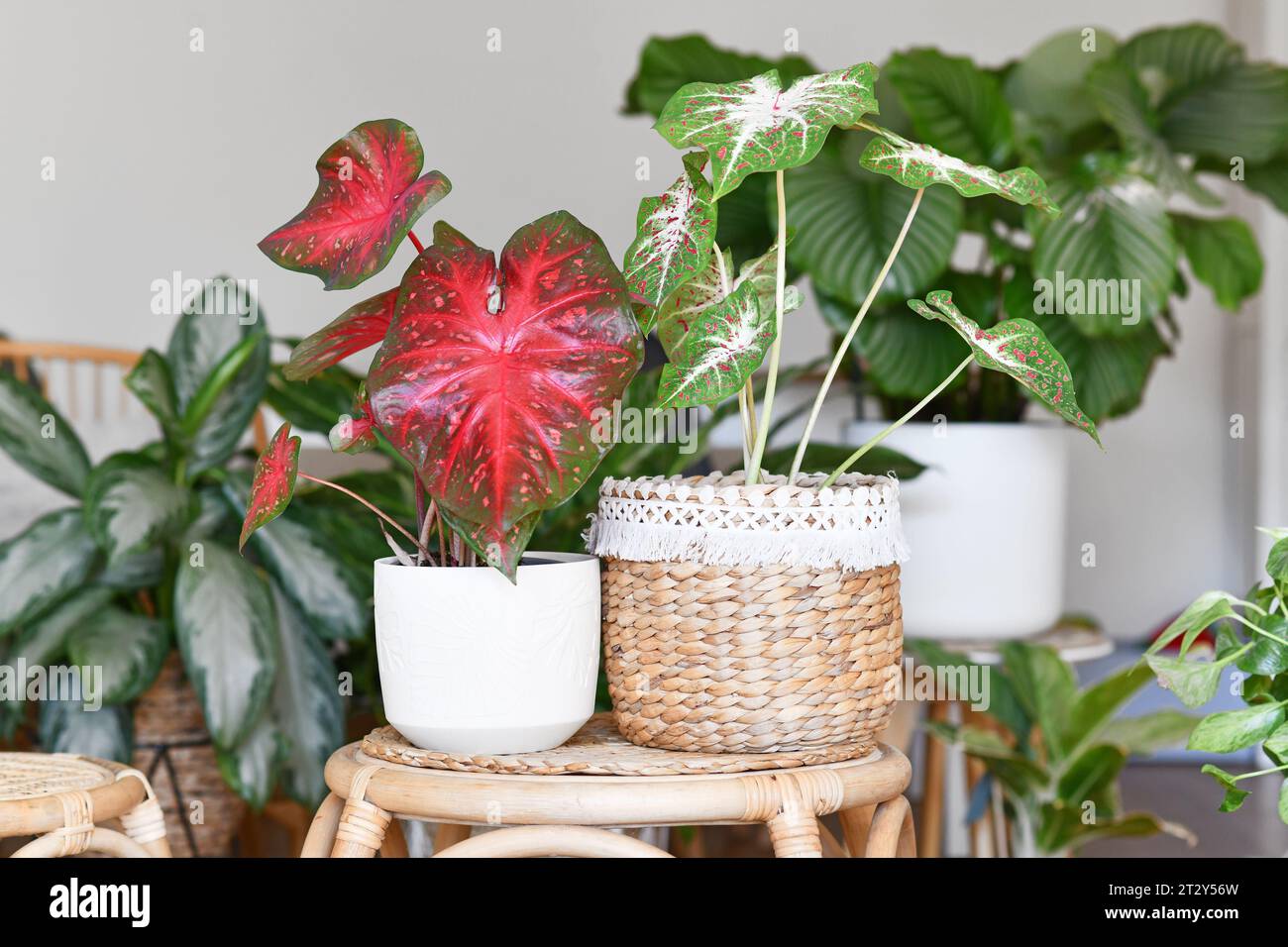 Bunte exotische „Caladium Red Flash“ und „Caladium Hearts Desire“ Zimmerpflanzen in Blumentöpfen auf dem Tisch, umgeben von vielen Pflanzen im Wohnzimmer Stockfoto