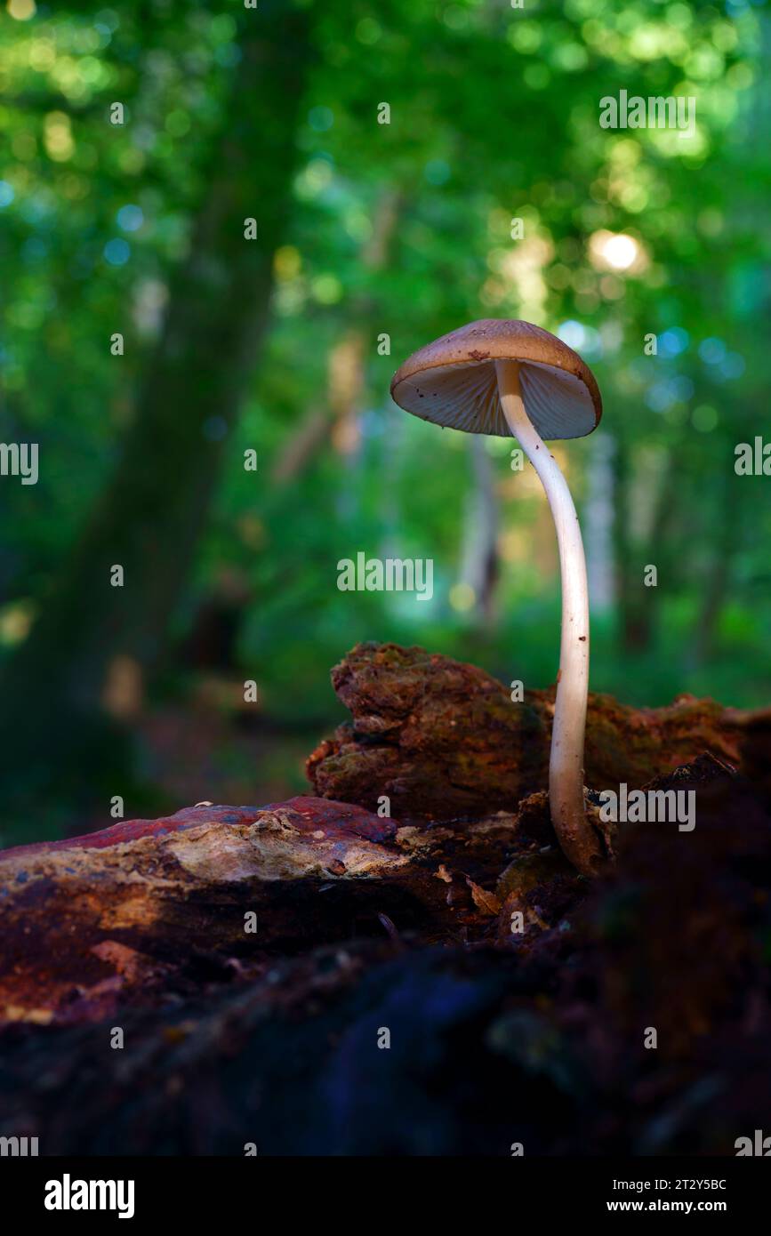 Wurzelschaftpilze Xerula radicata. Stockfoto