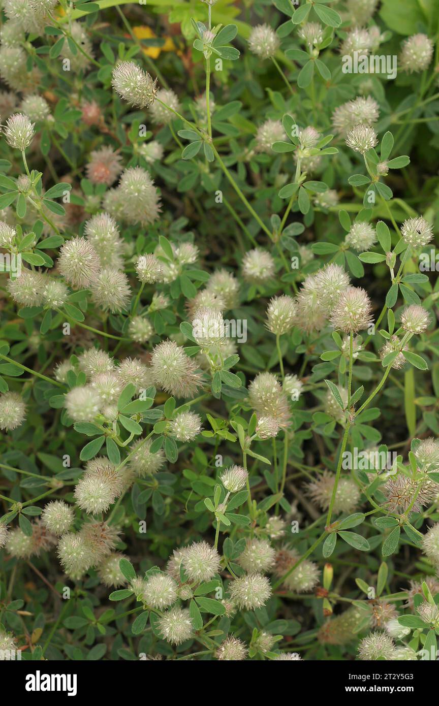 Natürliche Nahaufnahme auf einer Ansammlung von flauschigem Hasenfuß, Kaninchenfußklee, Trifolium arvense Stockfoto