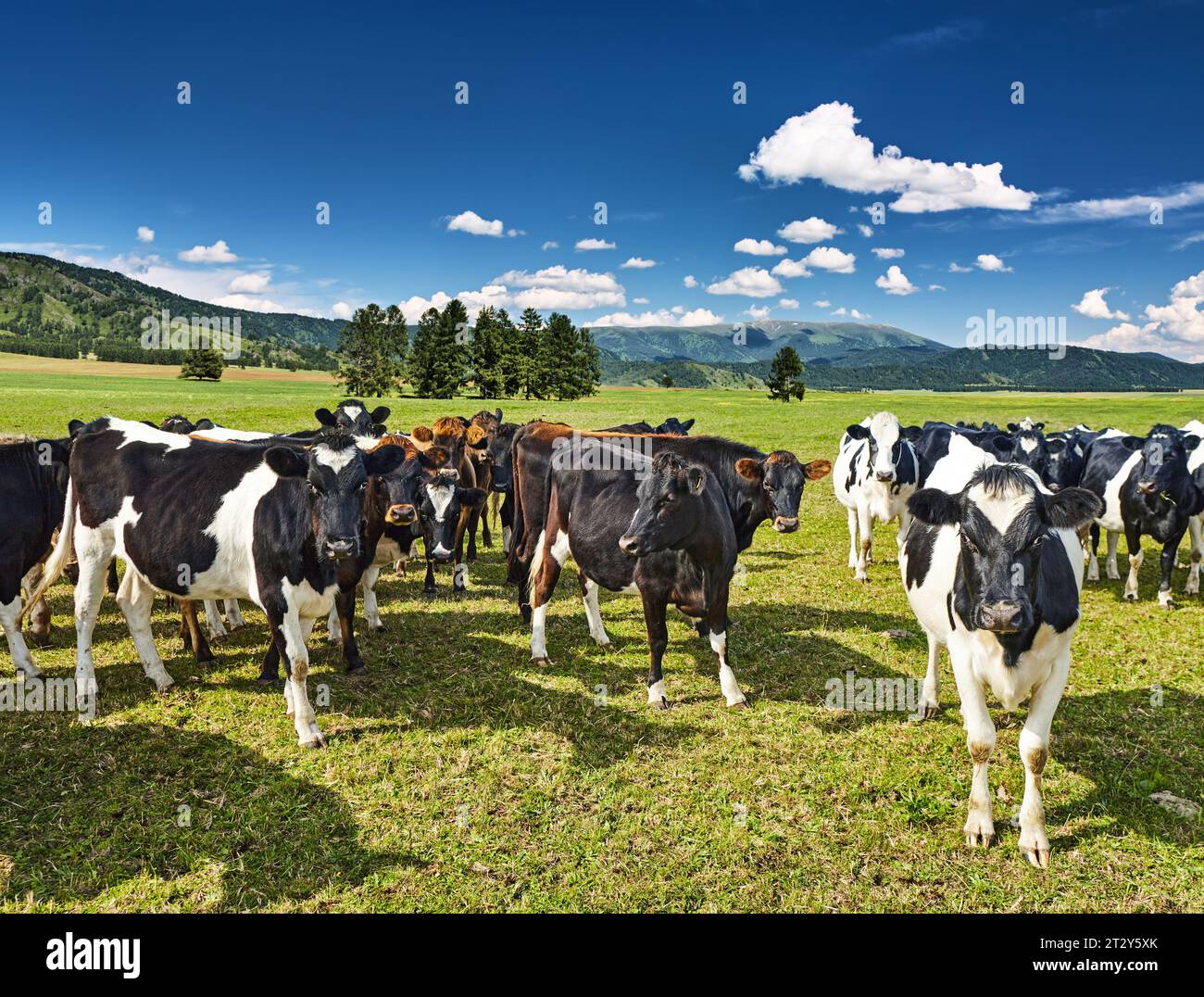 Herde von Kühen, die auf einem grünen Feld weiden Stockfoto