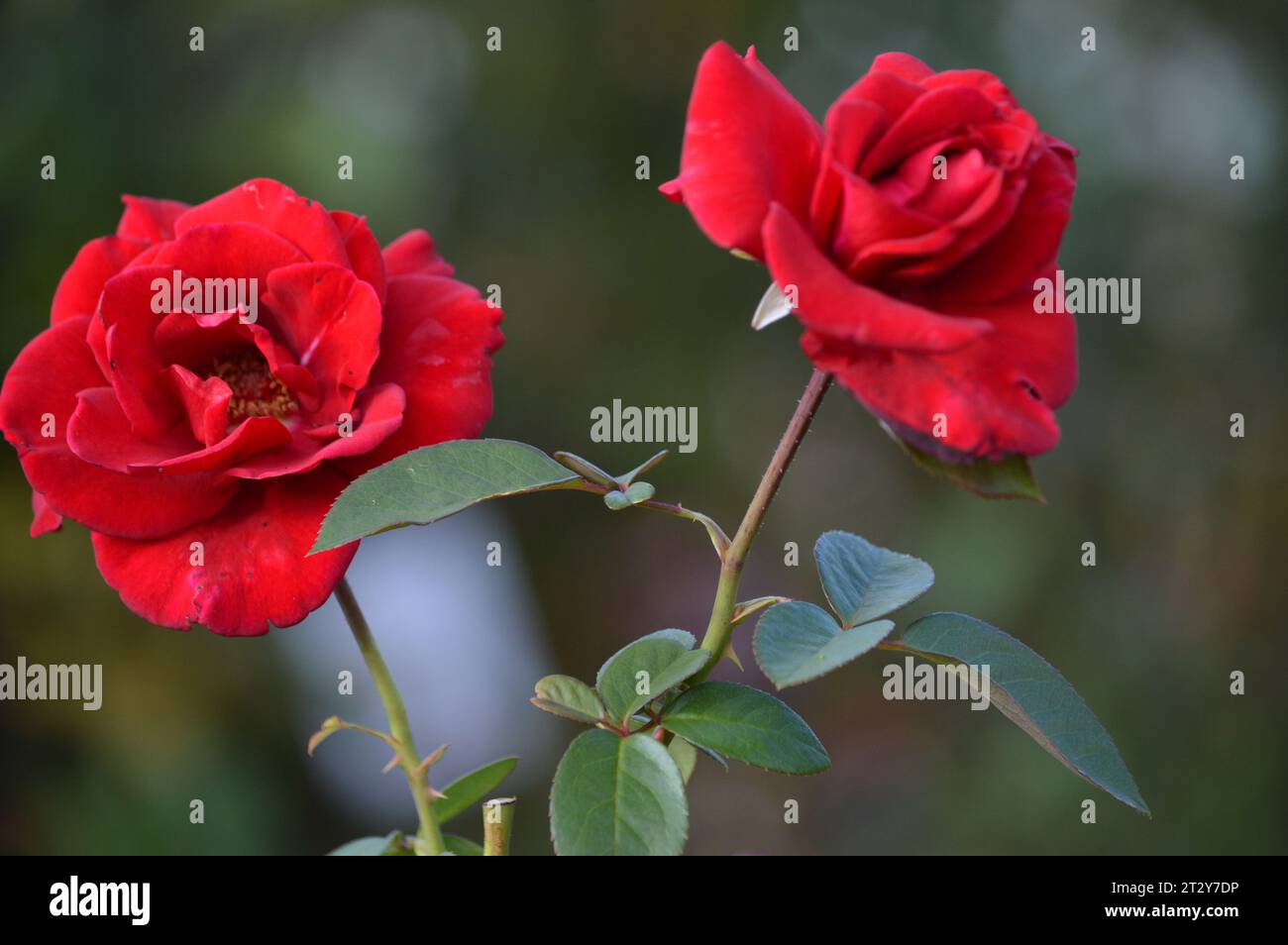 Blühende Rosen Rosengarten verwöhnt rote Rosen romantische Rosen in voller Blüte Blütenpracht Garten der Rosen zeitlose Rose Schönheit elegante Rosensträuße Stockfoto