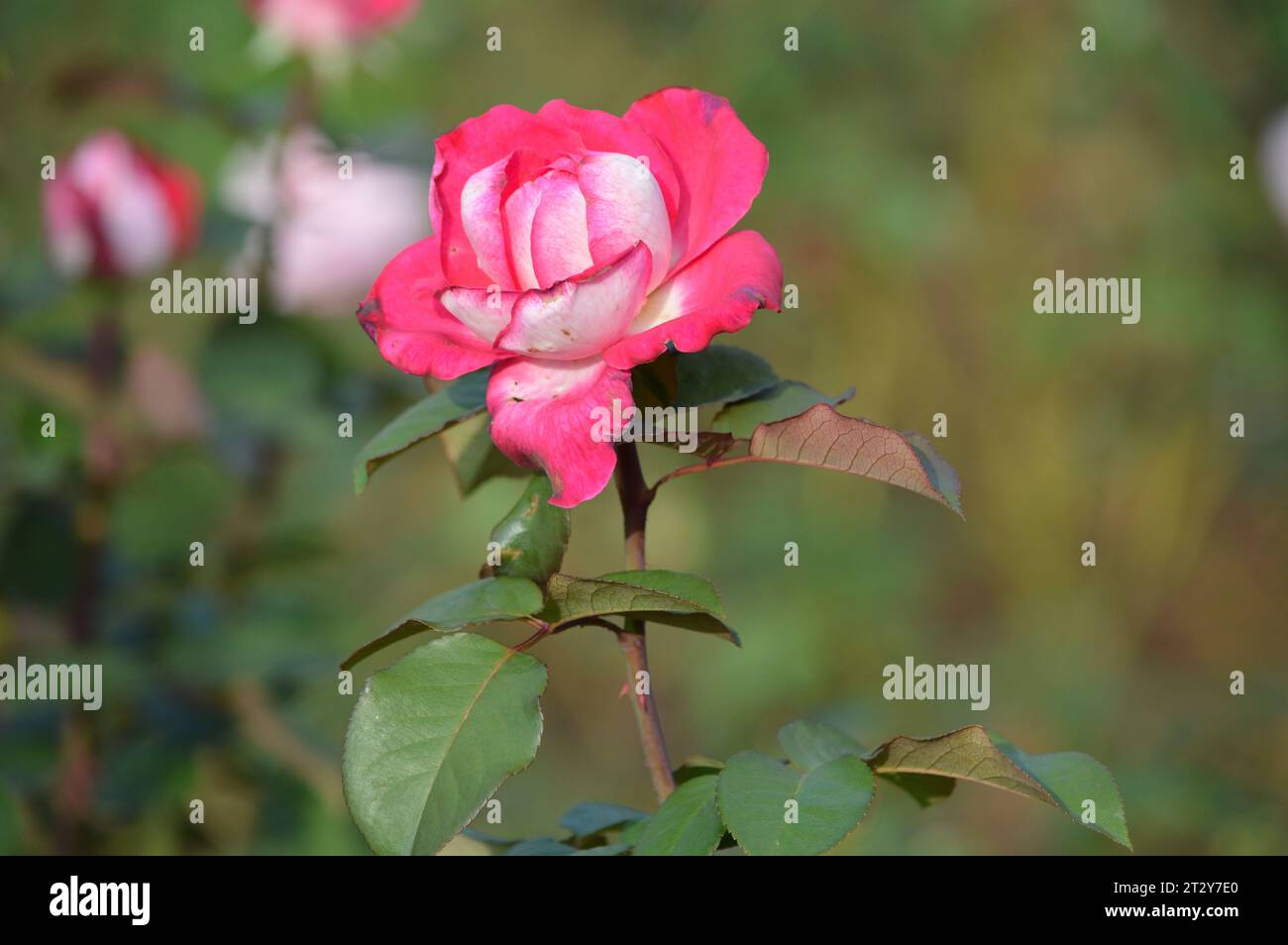 Blühende Schönheit florale Eleganz leidenschaftliche Blütenblätter Rose Garden Wonders Love's Emblem Scarlet Sensation zeitlose Liebe Symbol duftende Blüten romantisch Stockfoto