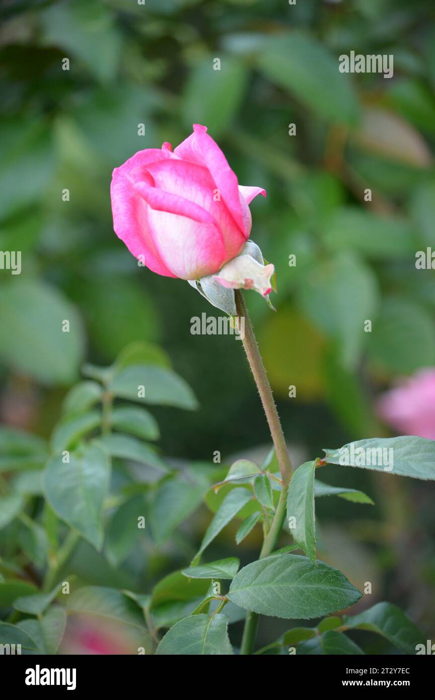 Blühende Rosen Rosengarten verwöhnt rote Rosen romantische Rosen in voller Blüte Blütenpracht Garten der Rosen zeitlose Rose Schönheit elegante Rosensträuße Stockfoto