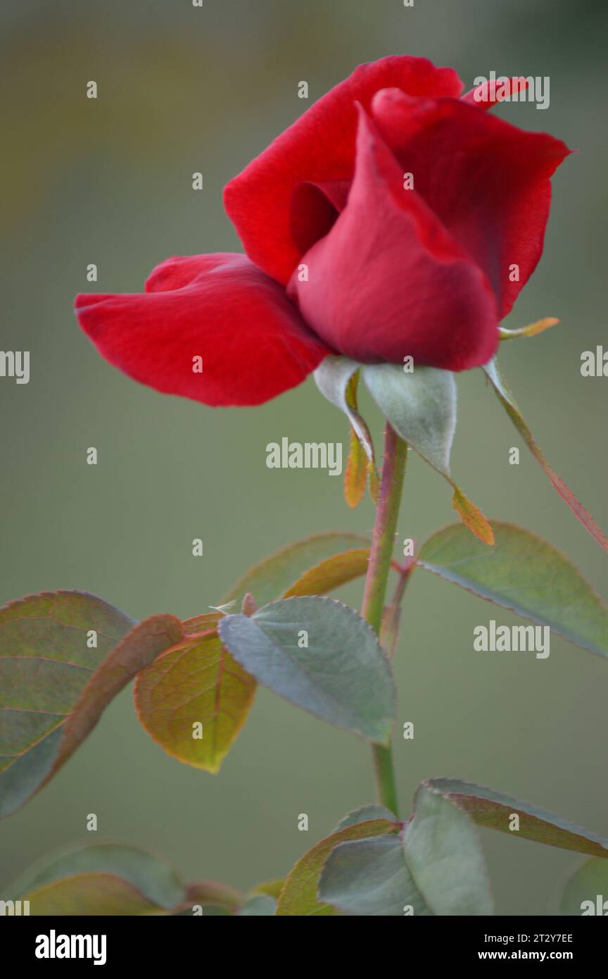 Blühende Rosen Rosengarten verwöhnt rote Rosen romantische Rosen in voller Blüte Blütenpracht Garten der Rosen zeitlose Rose Schönheit elegante Rosensträuße Stockfoto