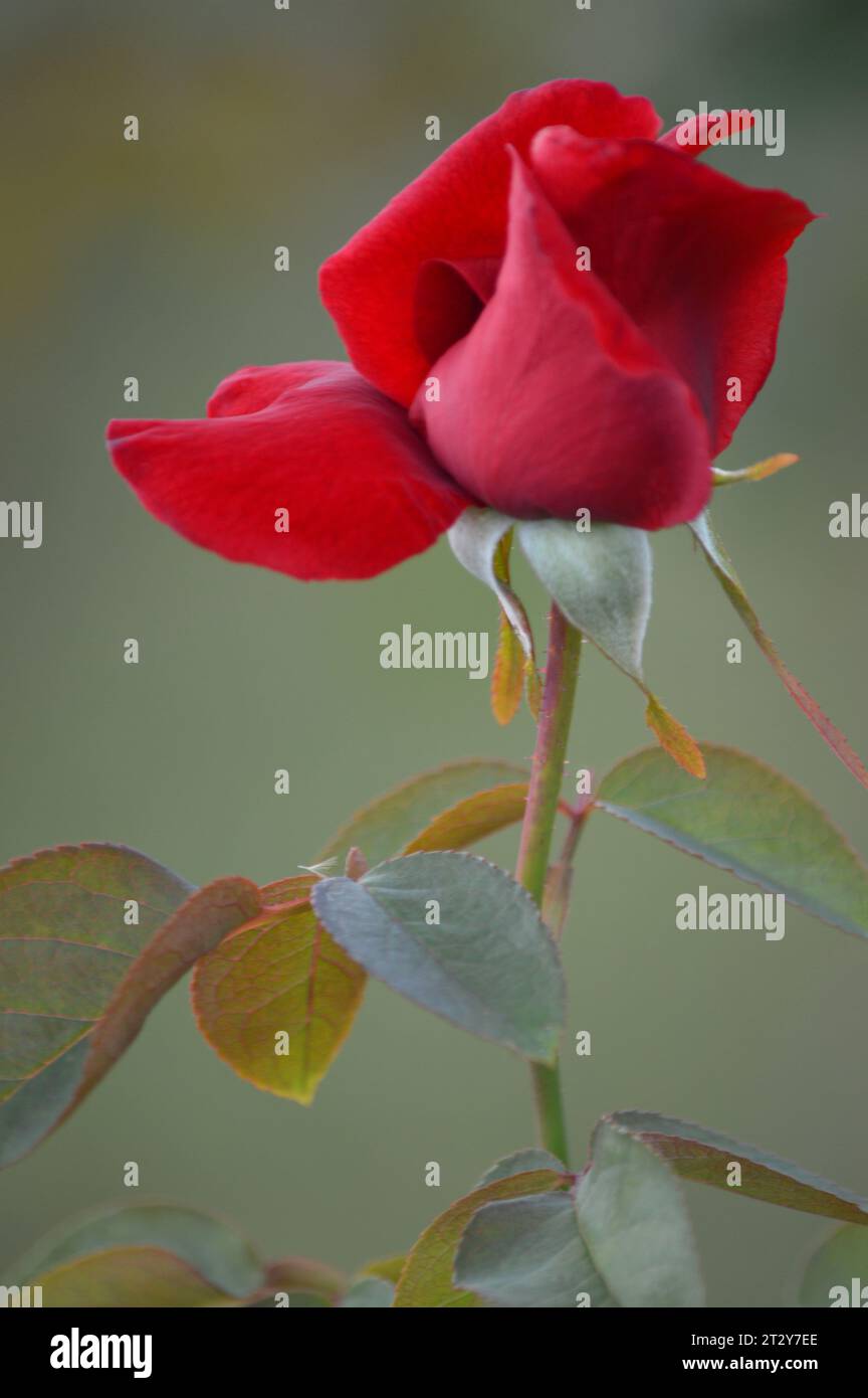Blühende Rosen Rosengarten verwöhnt rote Rosen romantische Rosen in