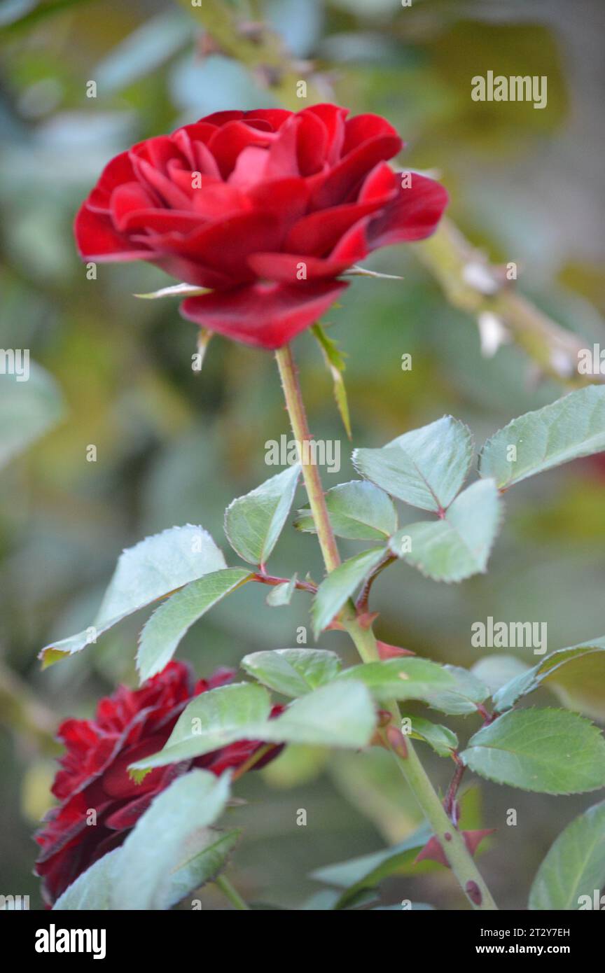 Blühende Rosen Rosengarten verwöhnt rote Rosen romantische Rosen in