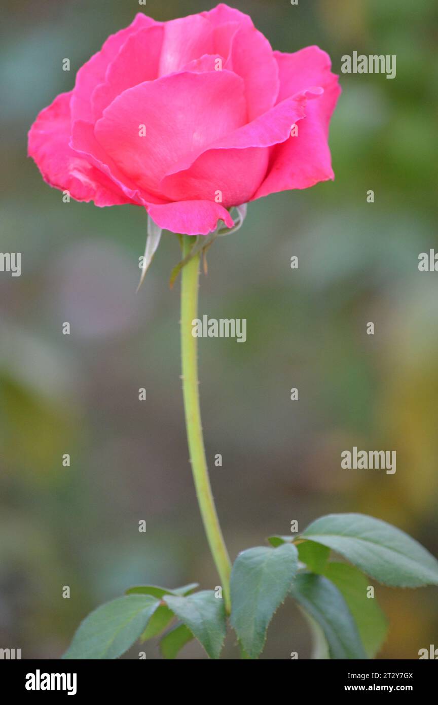 Blühende Rosen Rosengarten verwöhnt rote Rosen romantische Rosen in voller Blüte Blütenpracht Garten der Rosen zeitlose Rose Schönheit elegante Rosensträuße Stockfoto
