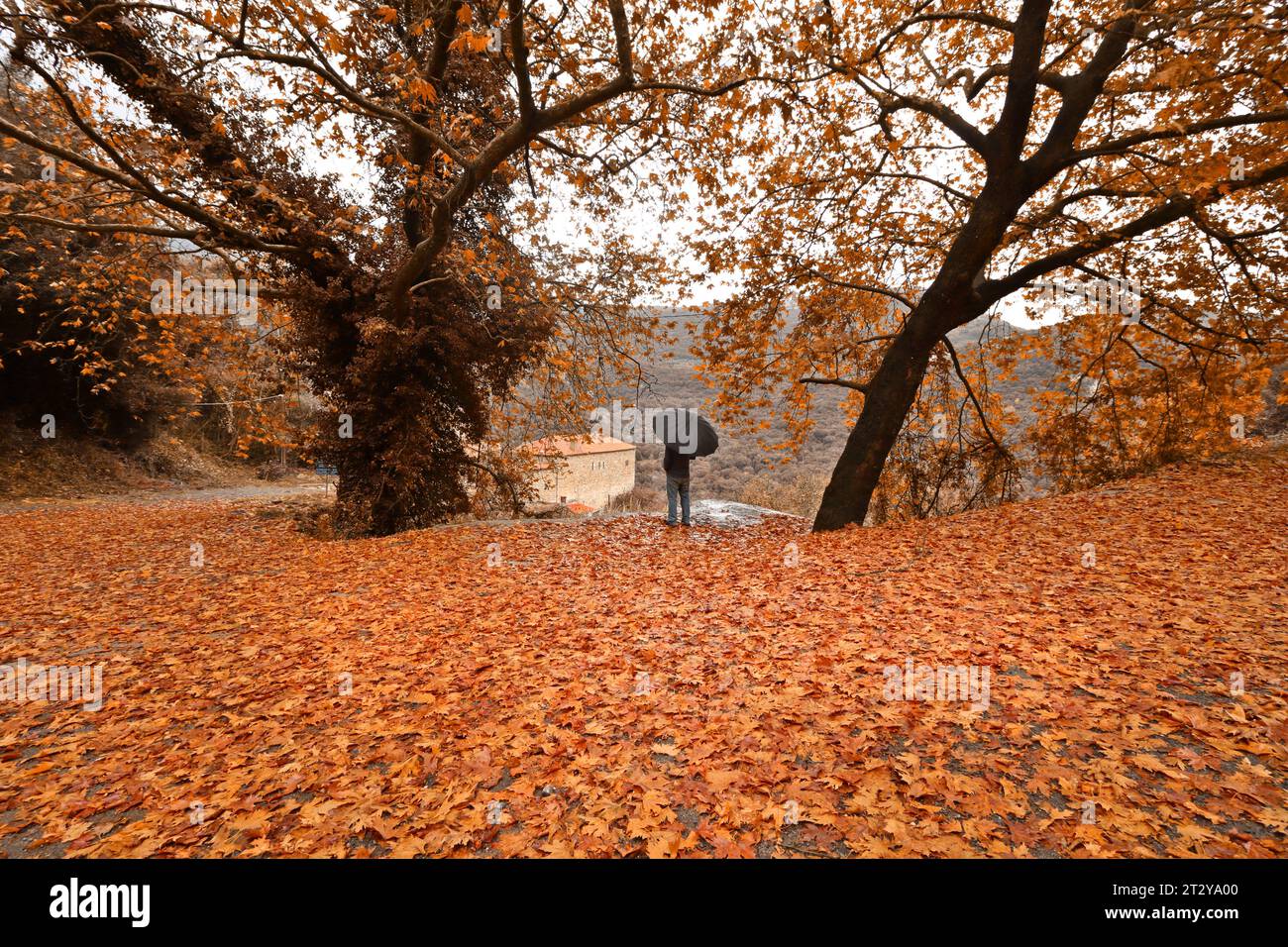 Herbstlandschaft mit unzähligen Blättern, die von großen Eichen gefallen sind, in der Bergregion von Arcadia, auf dem Peloponnes, Griechenland, Europa. Stockfoto