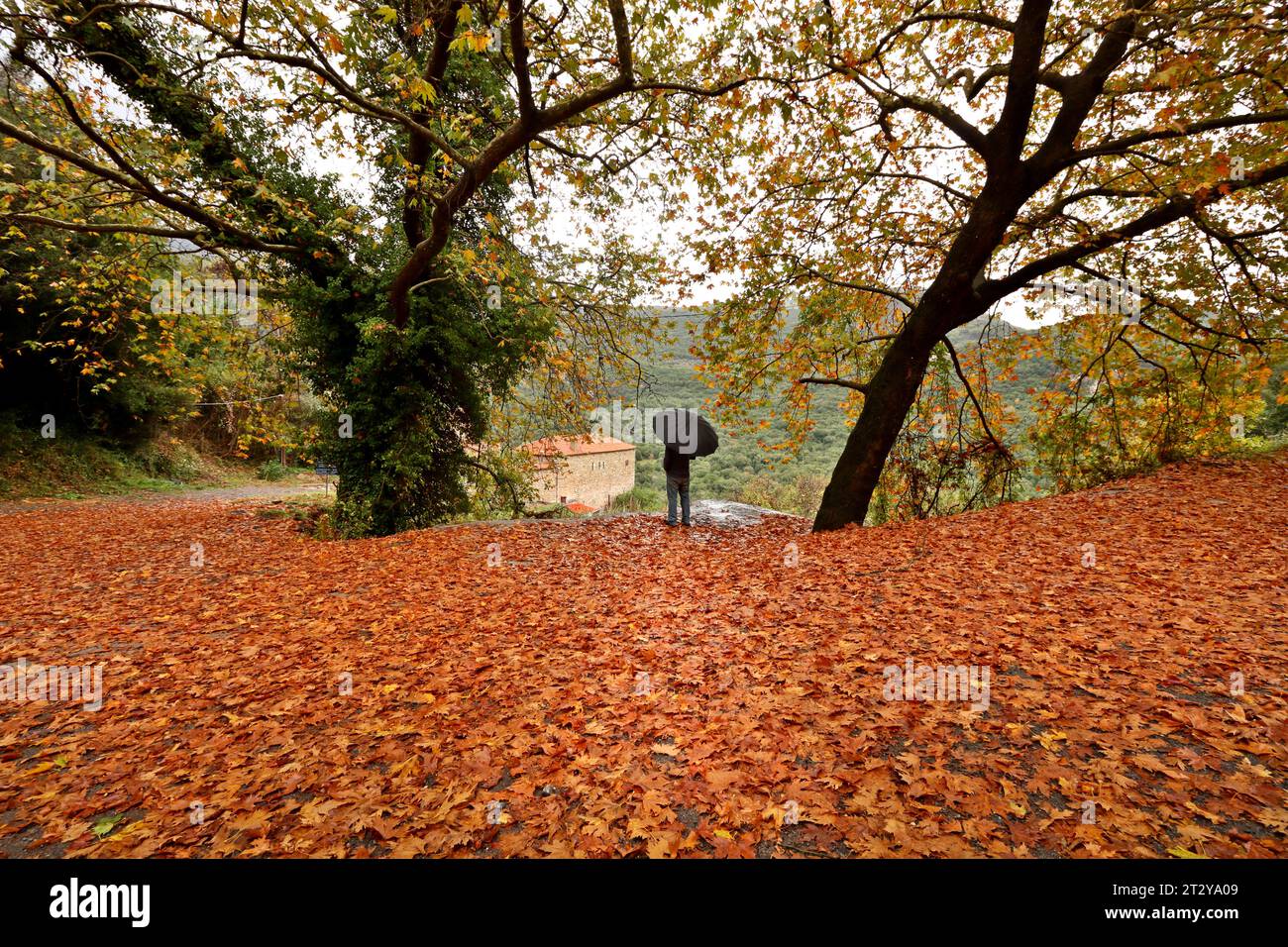 Herbstlandschaft mit unzähligen Blättern, die von großen Eichen gefallen sind, in der Bergregion von Arcadia, auf dem Peloponnes, Griechenland, Europa. Stockfoto