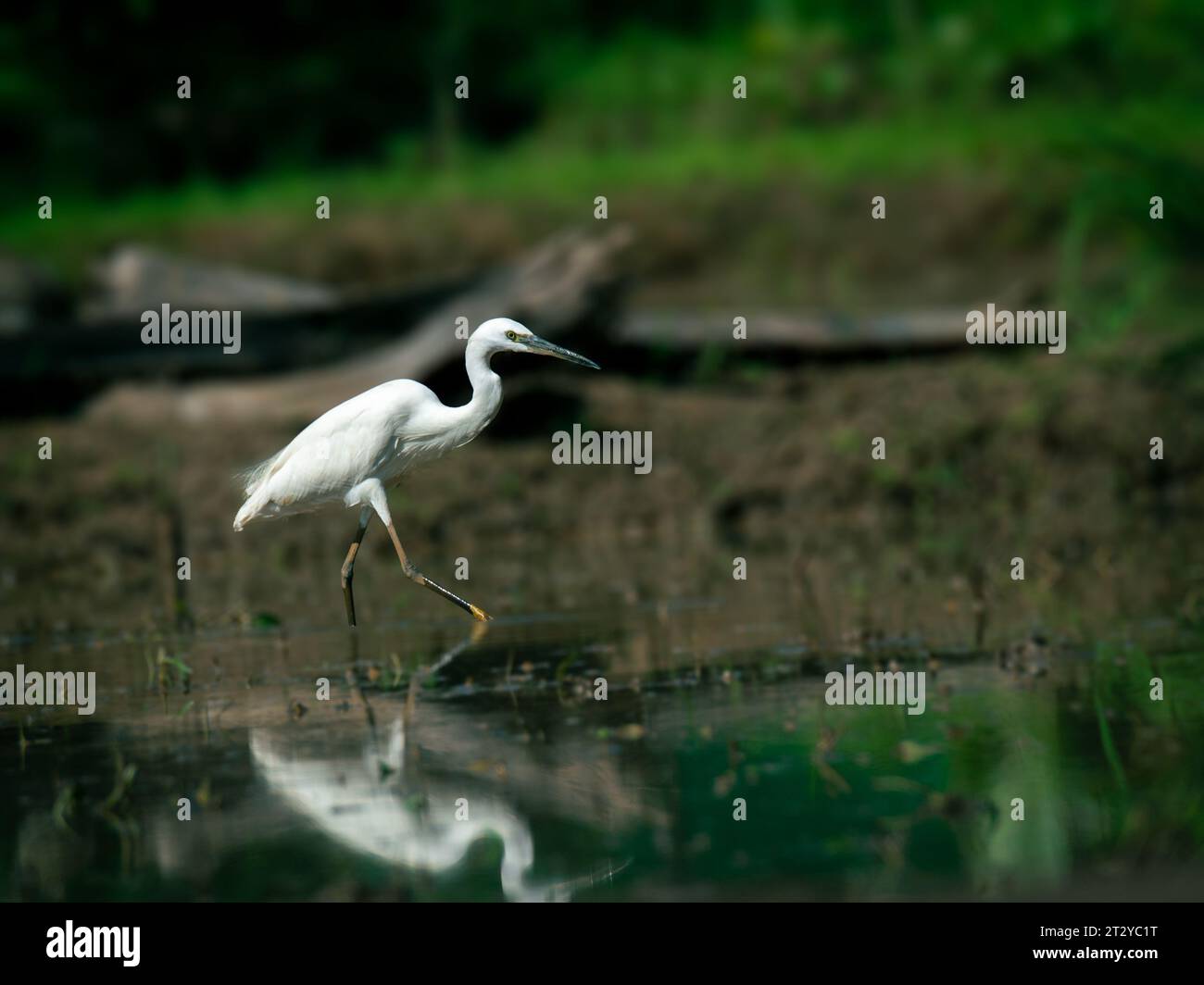 Kleiner Reiher im Wasser, Kerala, Vogel in der Natur Stockfoto