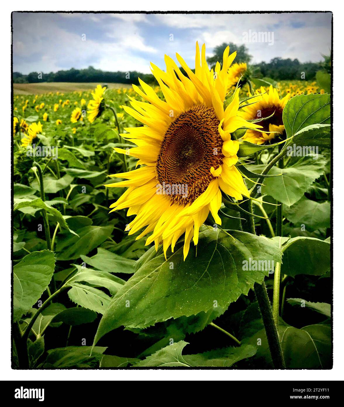 Sonnenblume vor einem klaren blauen Himmel in Südfrankreich. Vvbvanbree fotografie. Stockfoto