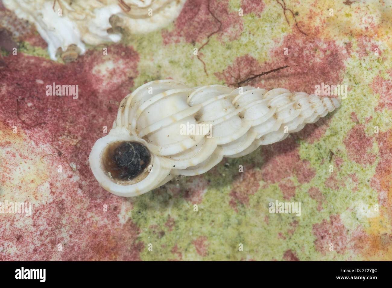 Lebender gemeiner Wentletrap (Epitonium clathrus) mit geschlossenem Operculum, Epitoniidae. Sussex, Großbritannien Stockfoto