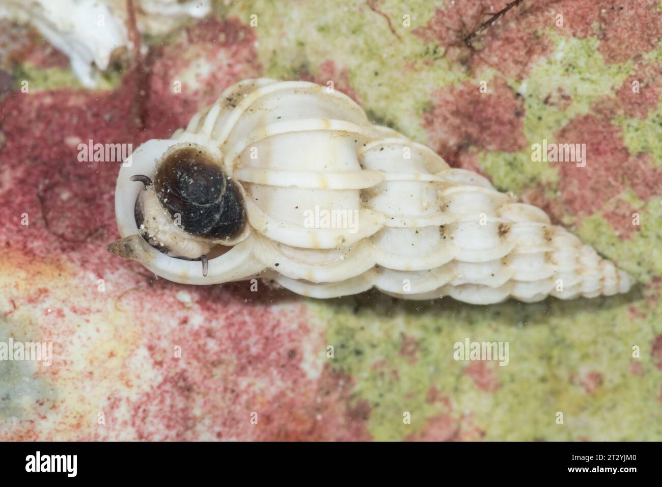 Lebender gemeiner Wentletrap (Epitonium clathrus) mit Operculum-Öffnung, Epitoniidae. Sussex, Großbritannien Stockfoto