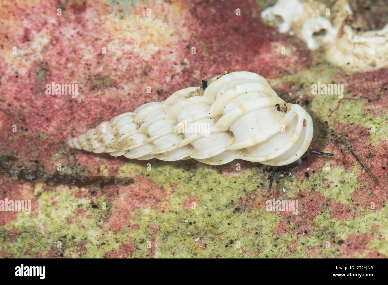 Lebende Gemeine Wentletrap (Epitonium clathrus) im Felsenbecken Epitoniidae. Sussex, Großbritannien Stockfoto