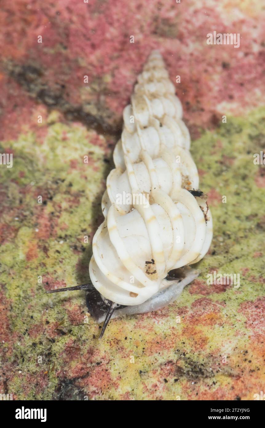 Lebende Gemeine Wentletrap (Epitonium clathrus) im Felsenbecken Epitoniidae. Sussex, Großbritannien Stockfoto
