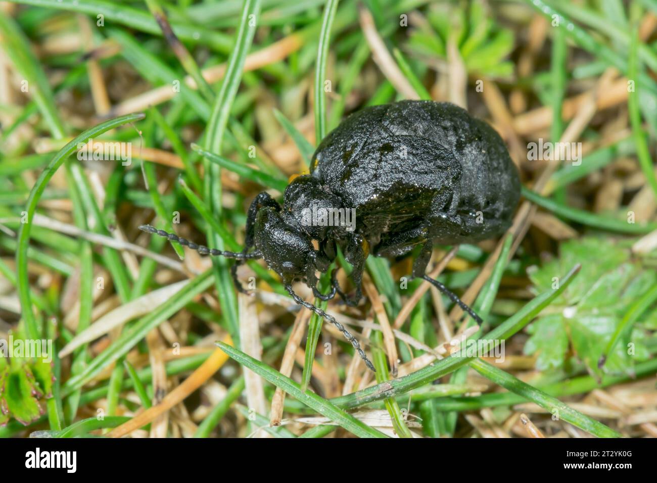 Sehr selten weiblicher Oliven-/mediterraner Ölkäfer, der Öltröpfchen ausscheidet (Meloe mediterraneus), Meloidae. Sussex, Großbritannien Stockfoto