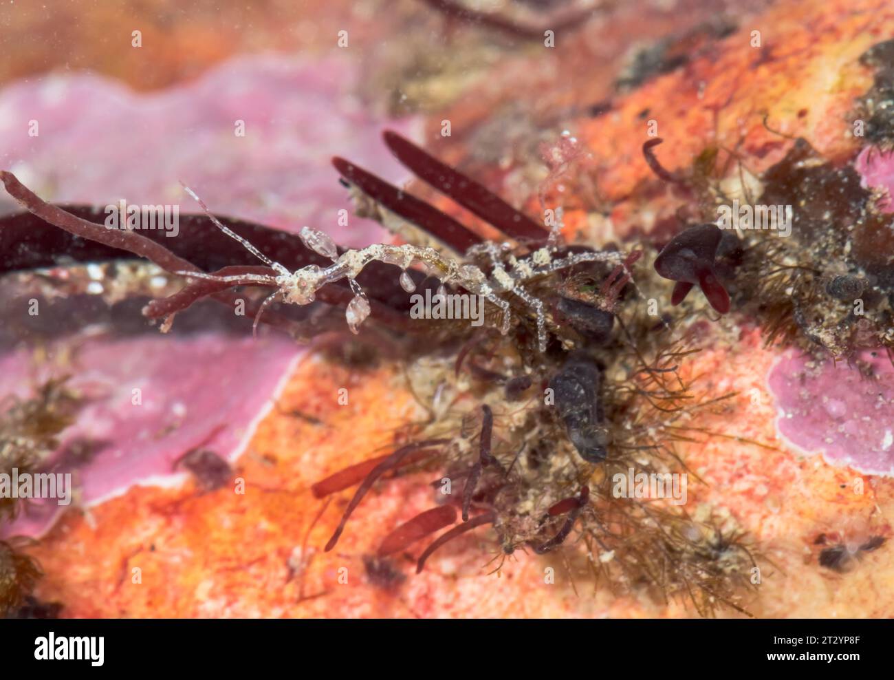 Skelettgarnelen (Caprella cf acanthifera), Caprellidae, Malacostraca, Krebstiere. Sussex, Großbritannien Stockfoto