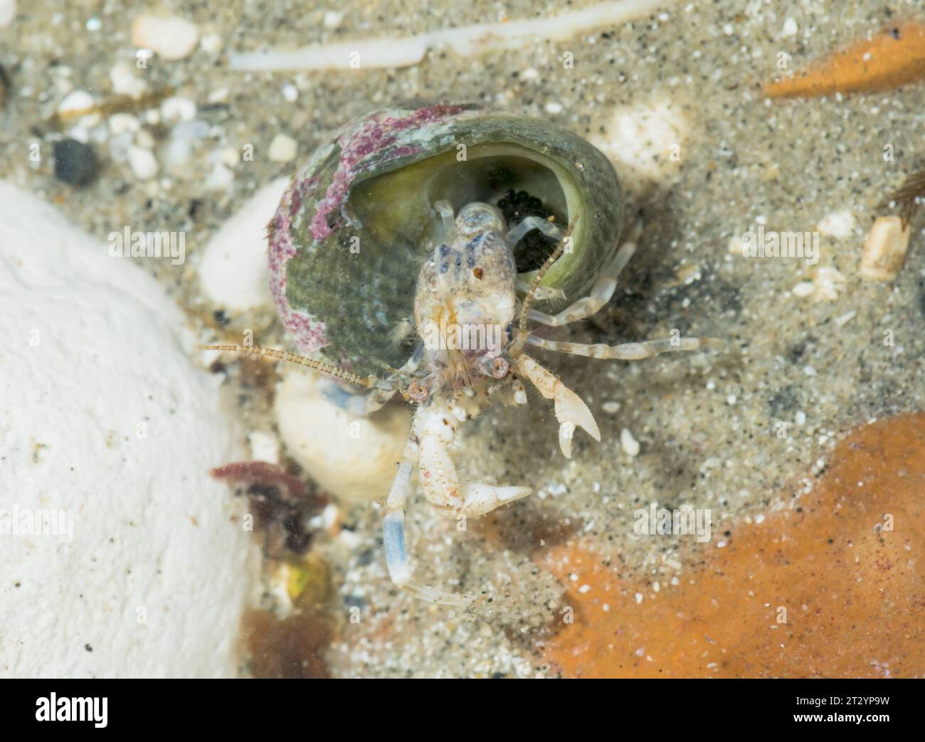 Weibliche kleine Einsiedelkrabbe mit Eiern (Anapagurus (Spiropagurus) hyndmanni), Paguridae, Decapoda, Krebstiere. Sussex, Großbritannien Stockfoto