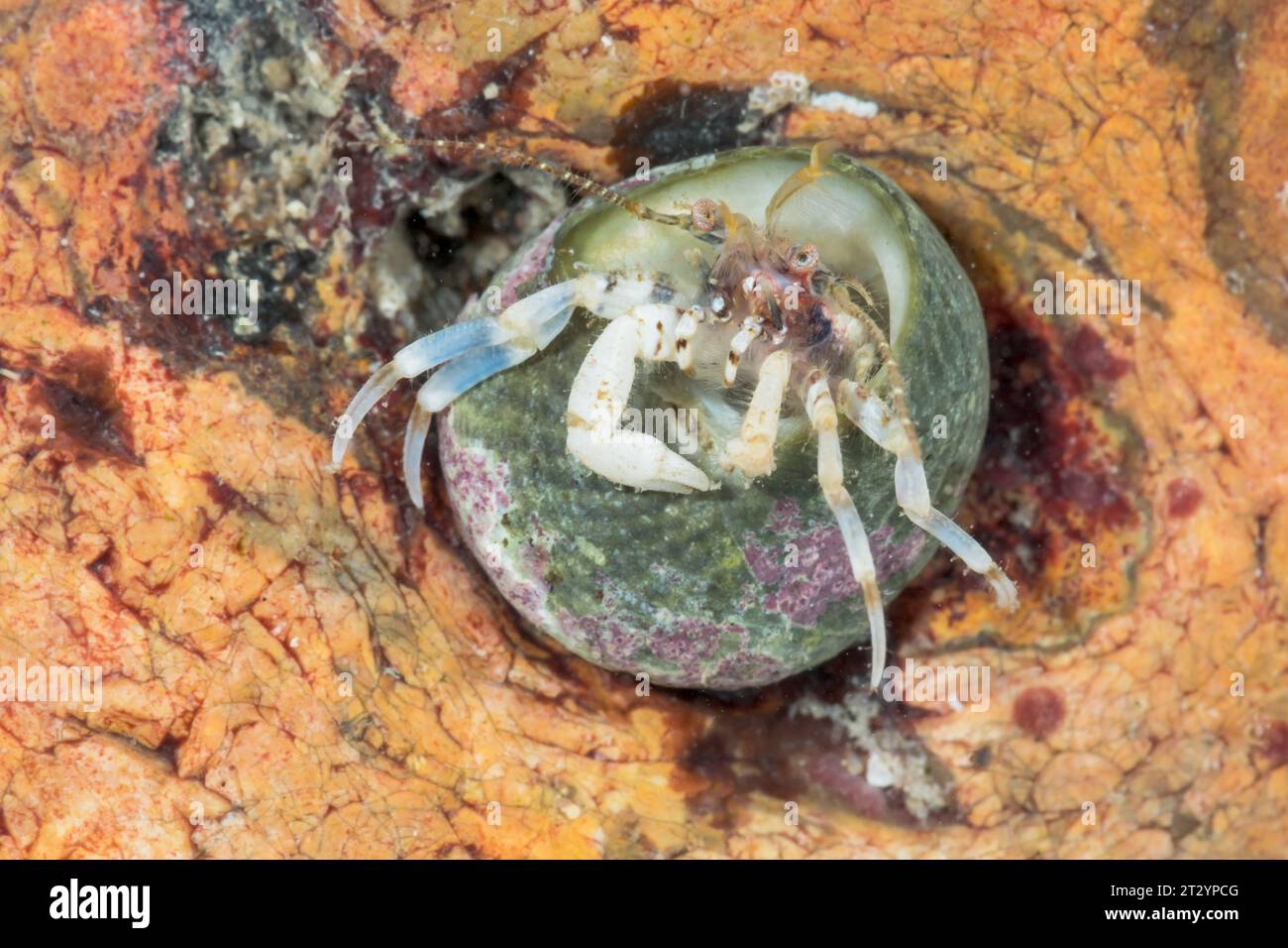 Kleine Einsiedlerkrebse (Anapagurus (Spiropagurus) hyndmanni), Paguridae, Decapoda, Krebstiere. Sussex, Großbritannien Stockfoto