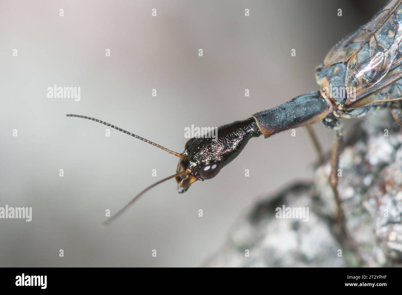 Profil der Schlangenfliege mit gestrecktem Thorax/Prothorax (Xanthostigma xanthostigma), Raphidiidae. Sussex, Großbritannien Stockfoto