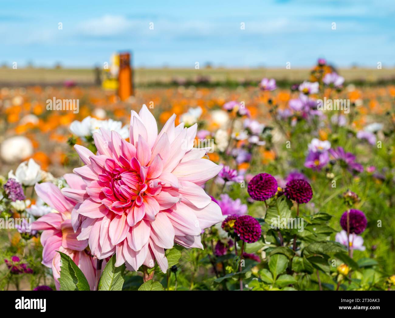 Nahaufnahme von bunten Dahlienblüten, die am Rande einer Feile wachsen, Kilduff Farm Kürbis Patch, East Lothian, Schottland, Großbritannien Stockfoto